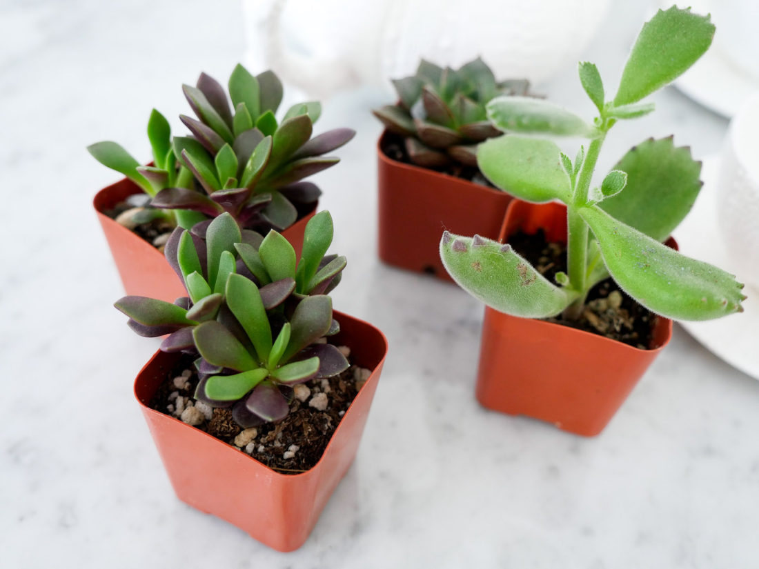 mini succulents used by Eva Amurri Martino on the Happily Eva After blog for her DIY Teacup Planters feature