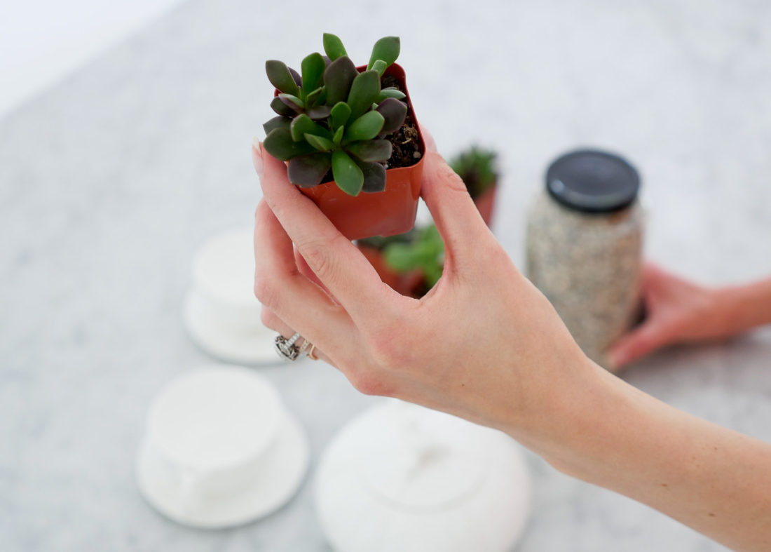 Eva Amurri Martino of the Happily Eva After blog displaying a mini succulent being used for a DIY Teacup Planters craft feature