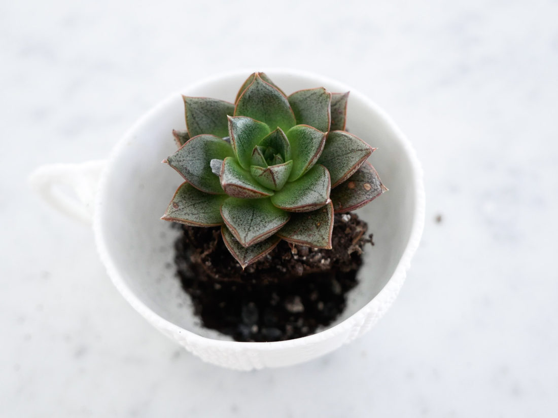 a mini succulent on the Happily Eva After blog as part of a DIY Teacup Planters crafting feature