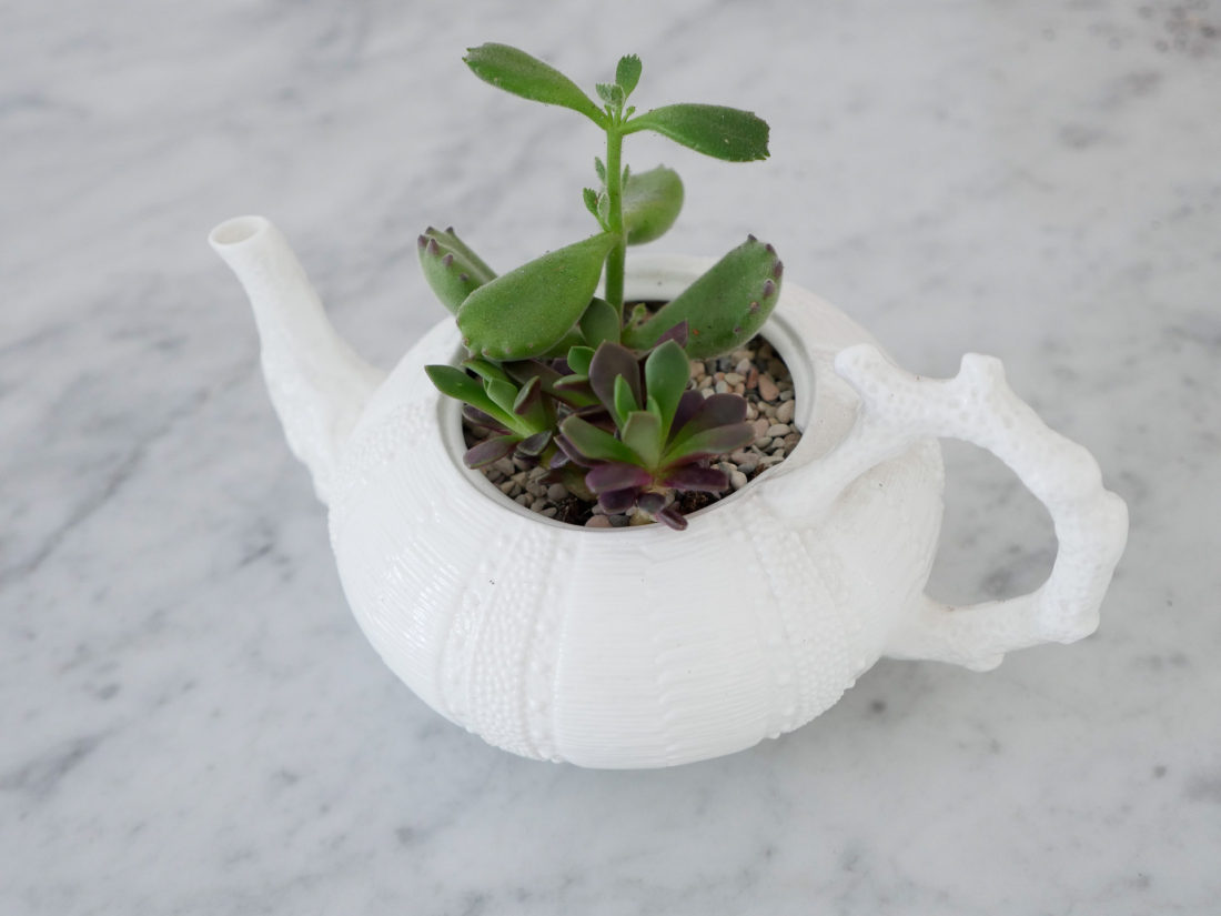 DIY Tea cup Planter and String of Pearls