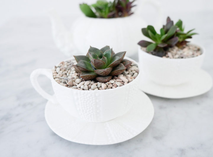 DIY teacup planters featuring small succulents surrounded by tiny pebbles in a white china tea cup on the Happily Eva After blog by Eva Amurri Martino
