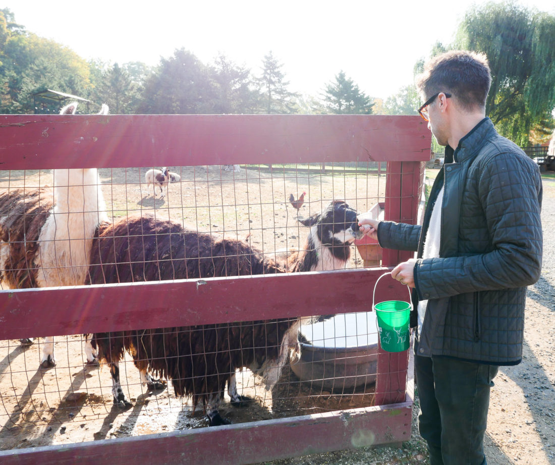 Kyle Martino feeding a llama at Silverman's farm in connecticut