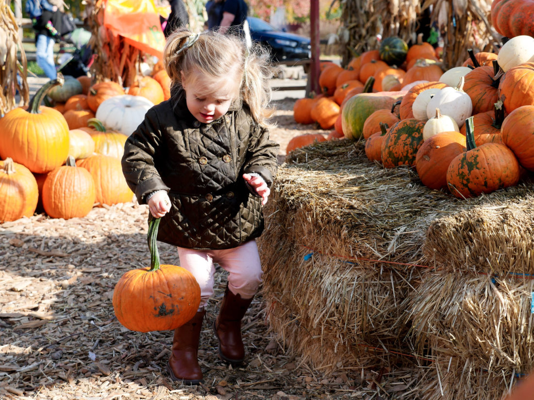 Marlowe Martino, carrying a pumpkin at silverman's pumpkin patch in connecticut