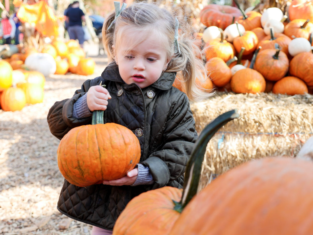 Marlowe Martino, wearing an olive green quilted pea coat and carrying a little pumpkin at silverman's pumpkin patch in connecticut