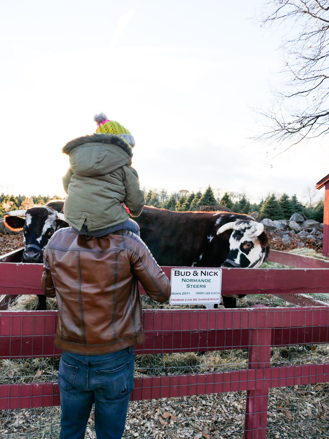 Kyle and Marlowe martino visit with the cows at Maple Row Farm
