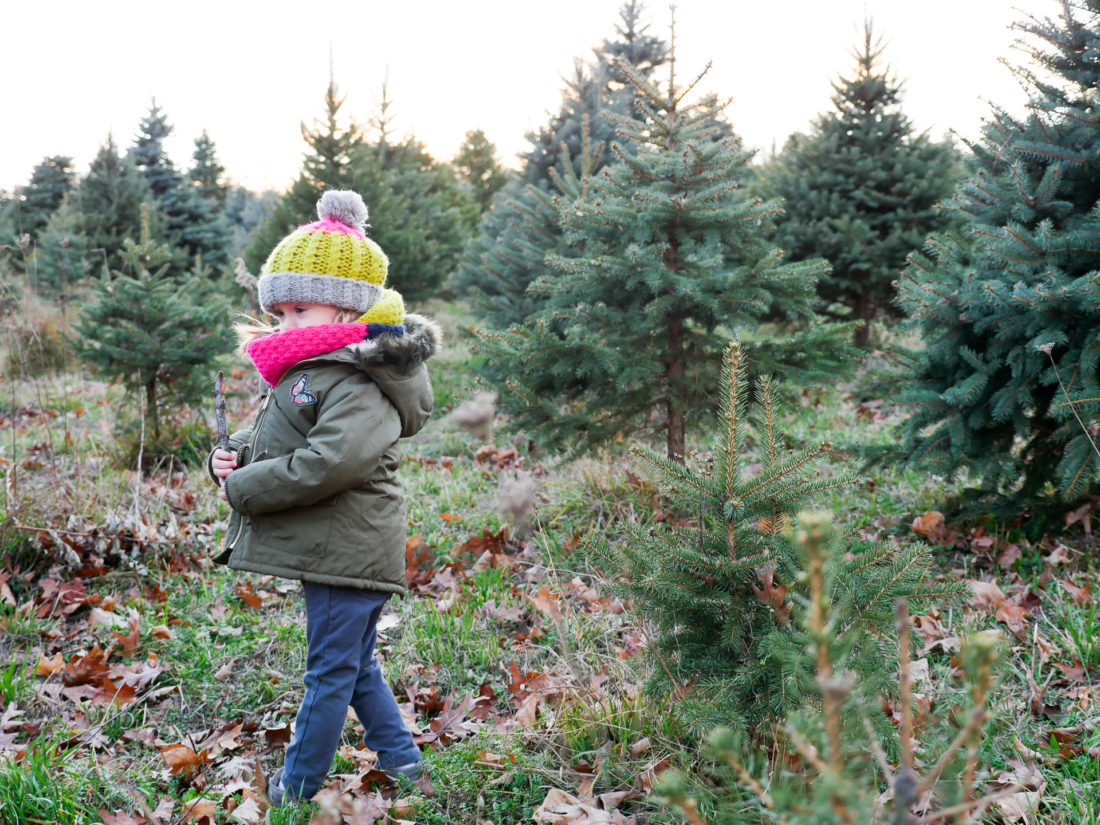 Marlowe Martino selects a Christmas Tree at a Christmas tree farm in Connecticut