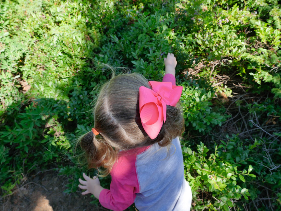 Marlowe Martino picks blueberries on a trail in Maine