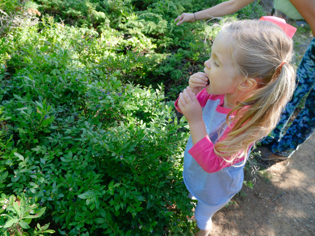 Marlowe Martino picks blueberries on a trail in Maine