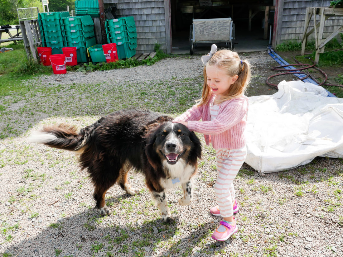 Marlowe Martino plays with a dog at Beech Hill Farm in Maine