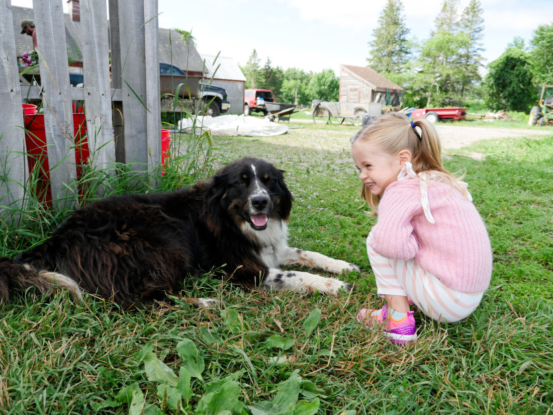 Marlowe Martino plays with a dog at Beech Hill Farm in Maine