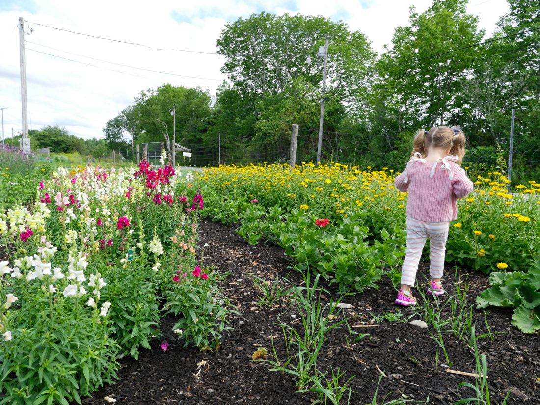 Marlowe walks through the gardens at Beech HIll Farm in Maine