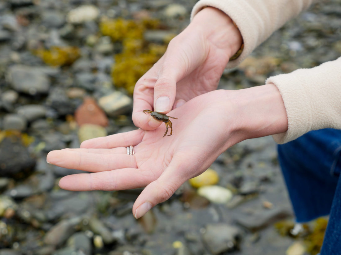 Eva Amurri Martino finds a tiny crab in a tidal pool on the beach in Maine