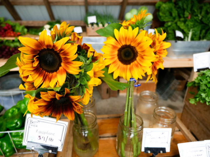 Eva Amurri Martino admiring sunflowers in Bar Harbor, ME.