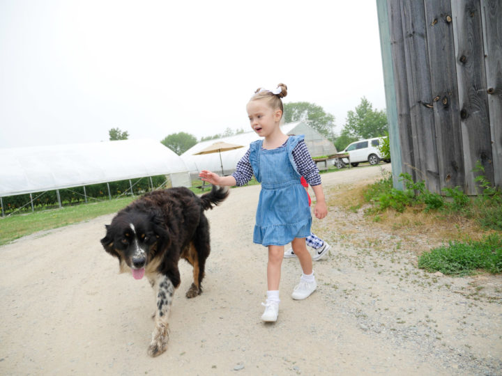 Eva Amurri Martino's daughter Marlowe petting a dog in Bar Harbor, ME.