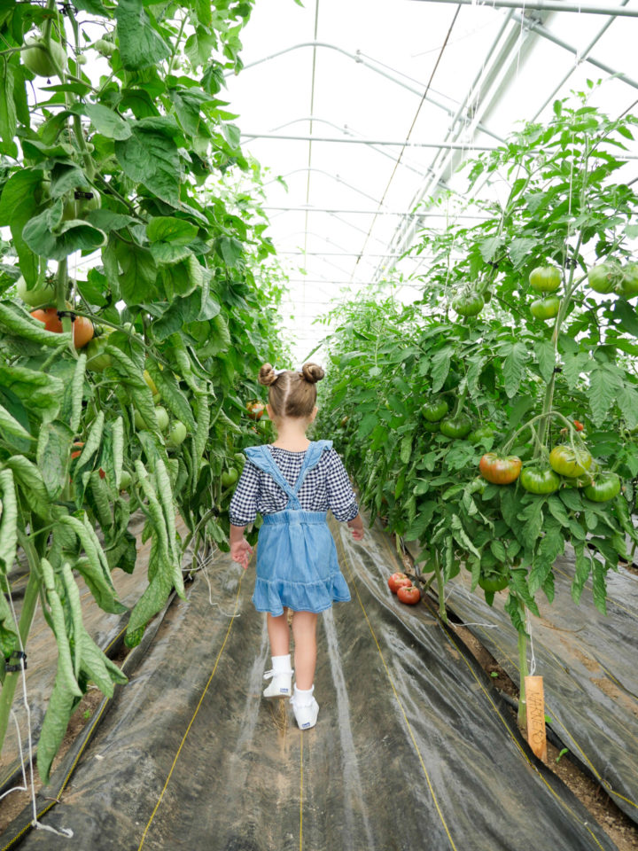 Eva Amurri Martino's daughter Marlowe walking in a field of sunflowers in Bar Harbor, ME.