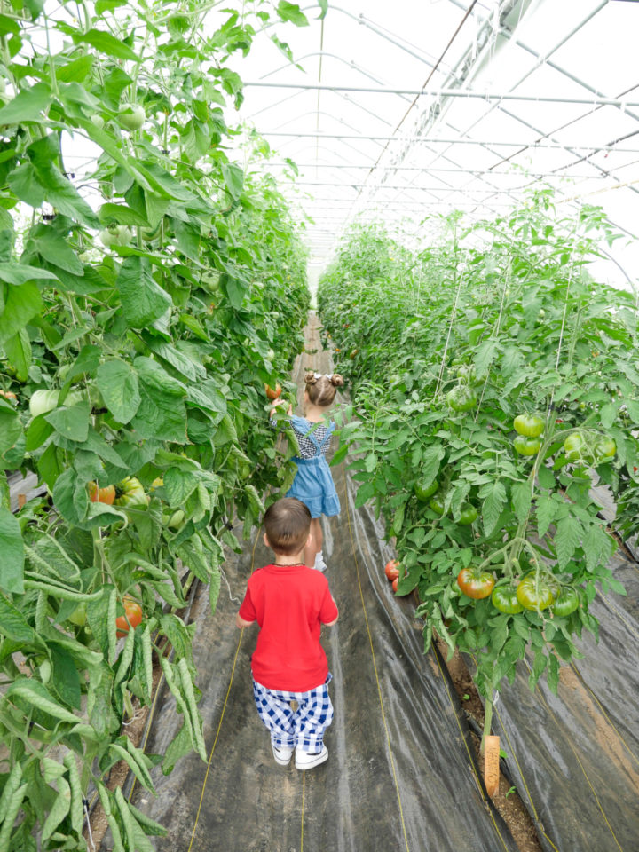 Eva Amurri Martino's kids Marlowe and Major walking in a field of sunflowers in Bar Harbor, ME.