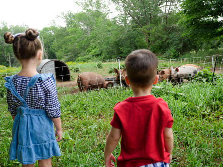 Eva Amurri Martino's kids Marlowe and Major look out at pigs in Bar Harbor, ME.