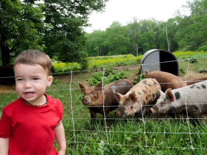 Eva Amurri Martino's kids Marlowe and Major look out at pigs in Bar Harbor, ME.