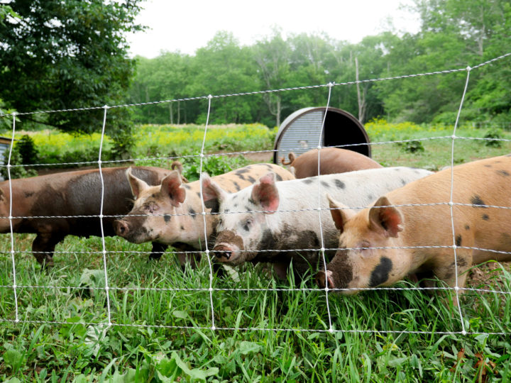 Pigs in Bar Harbor, ME.