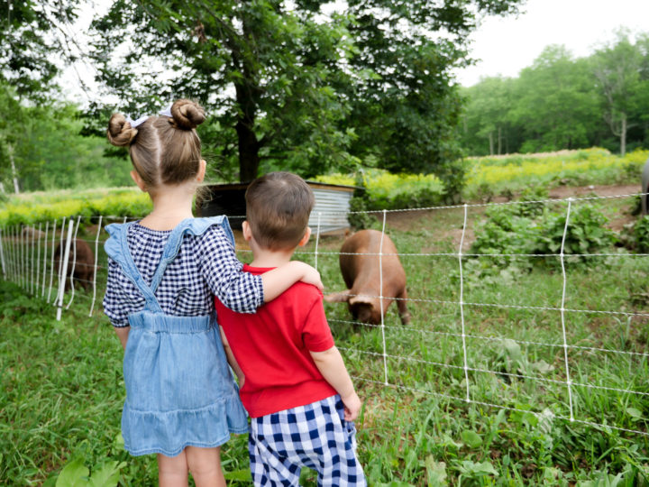 Eva Amurri Martino's kids Marlowe and Major look out at pigs in Bar Harbor, ME.