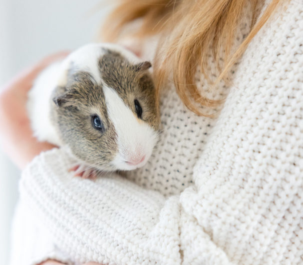 Eva Amurri shares all about her family's new guinea pig