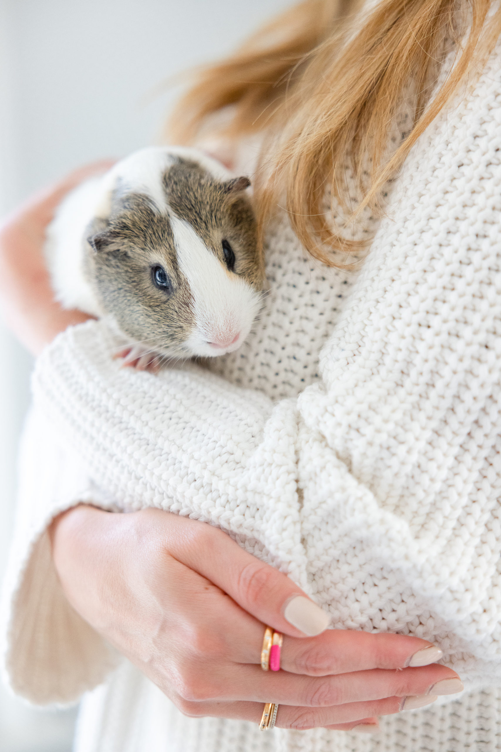 Bringing home a hot sale new guinea pig